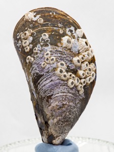 An image of a mussel inside a light box.